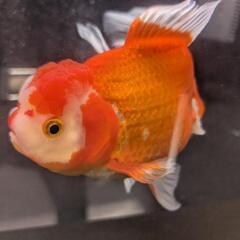 国産 特大オランダ獅子頭 訳ありの画像