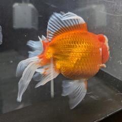 国産 特大オランダ獅子頭 訳ありの画像