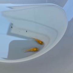 紅帝ダルマ・半ダルの画像