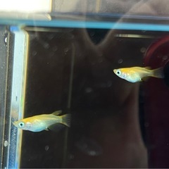 紅帝ダルマ・半ダルの画像