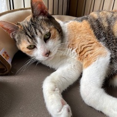 残りの猫生を穏やかに過ごして欲しい！