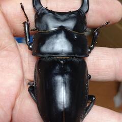 オオクワガタ能勢SR血統♂♀ペア㊾の画像