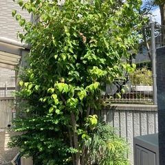 シマトネリコ・ヤマボウシ・酔芙蓉あげますの画像