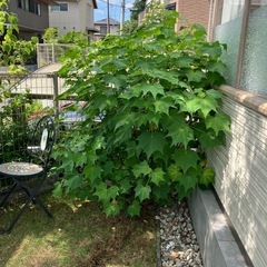 シマトネリコ・ヤマボウシ・酔芙蓉あげますの画像