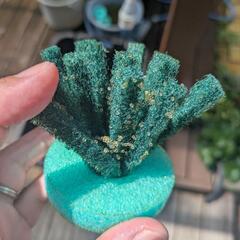 メダカ　深海の卵100個以上の画像
