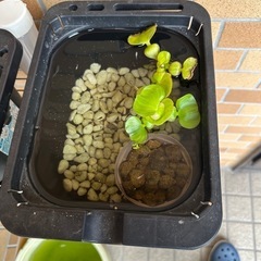 メダカ飼育セット　メダカ10から20匹の画像