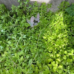 ツルマンネンクサ　20株の画像