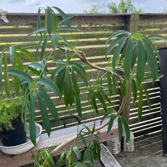 観葉植物　フィカス・アンガスティ・フォリア　高さ１３０センチの画像