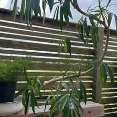 観葉植物　フィカス・アンガスティ・フォリア　高さ１３０センチの画像