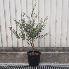 オリーブ　ルッカ　鉢植えの画像