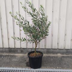オリーブ　ルッカ　鉢植えの画像
