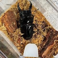 くわがた・かぶとむしの画像