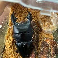 くわがた・かぶとむしの画像