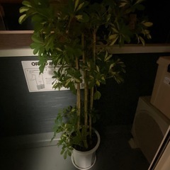 植物の画像