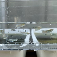 《メダカ》富士薊　10匹の画像