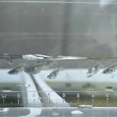 《メダカ》しずくダルマ体型　10匹の画像