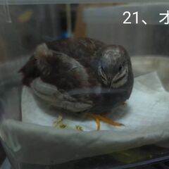 ヒメウズラ5月産まれ
