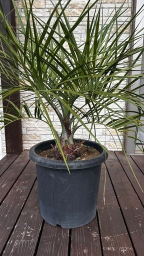 ココスヤシ鉢付