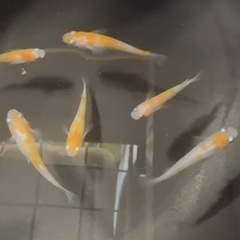 めだか　極上種親　三色体外光の画像
