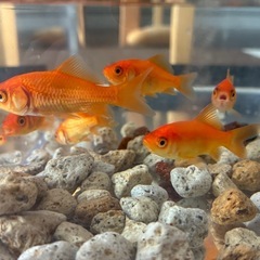 【里親募集】お祭りの金魚〜9匹
の画像