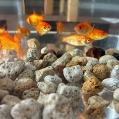 【里親募集】お祭りの金魚〜9匹
の画像