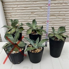 アガベ吉祥冠1個500円の画像