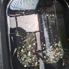 めだかお譲りの画像