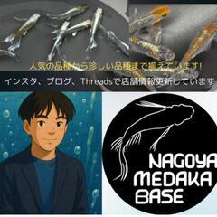 大型発泡容器各種‼️♢名古屋改良メダカ直売所♢店頭無料配布中！の画像