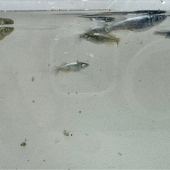橙メダカ1ペア_メダカの画像