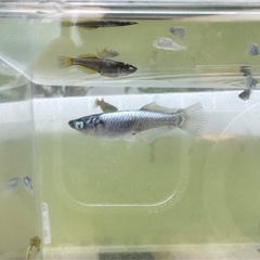 橙メダカ1ペア_メダカの画像