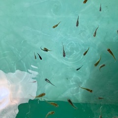 改良ミックスめだか10匹
の画像
