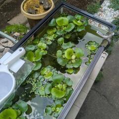 水草の画像