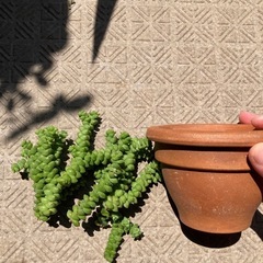 多肉植物　鉢の画像