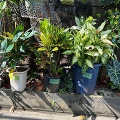 庭木　各種色々あります。の画像