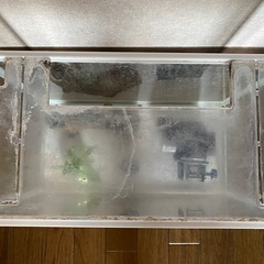 （お譲り確定しました）金魚　水槽セットの画像