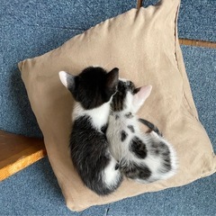 【里親募集】月齢2ヶ月、猫♂2匹