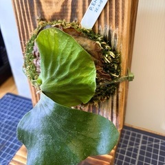 観葉植物　ビガクシダ　エラワンの画像
