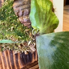 観葉植物　ビガクシダ　エラワンの画像