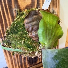 観葉植物　ビガクシダ　エラワンの画像