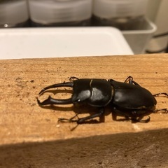 コクワガタ♂♀ペアの画像