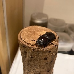 コクワガタ♂♀ペアの画像