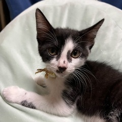 生後2ヶ月のハチワレ(黒白)ちゃん