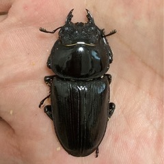 オオクワガタ（能勢SR血統）オス1匹・メス2匹　新成虫の画像