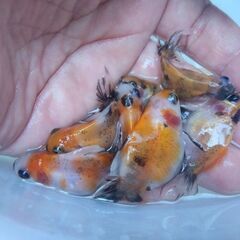アズマニシキ当歳魚 23匹セット！の画像