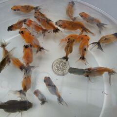 アズマニシキ当歳魚 23匹セット！の画像