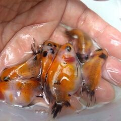 アズマニシキ当歳魚 23匹セット！の画像