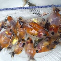アズマニシキ当歳魚 23匹セット！の画像