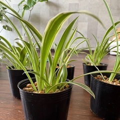 オリズルラン　3カップ100円の画像
