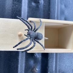 ビックリ箱‼️の画像