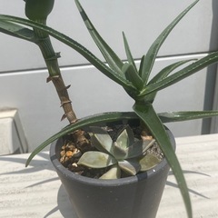 アロエ寄せ植えの画像